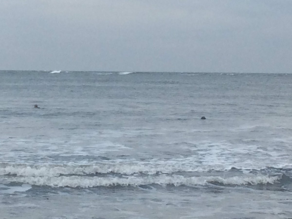 Chalk deformation sealed the deal, but the pressure of mud was too much. Great day on the Yorkshire coast <a href="/2020Tsg/">TSG 2020 Hull</a>