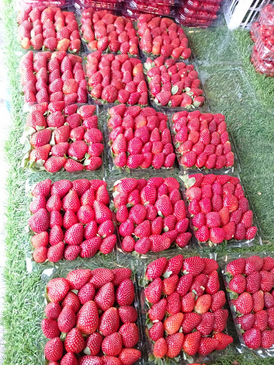 Strawberry thottam

#cameronhighland