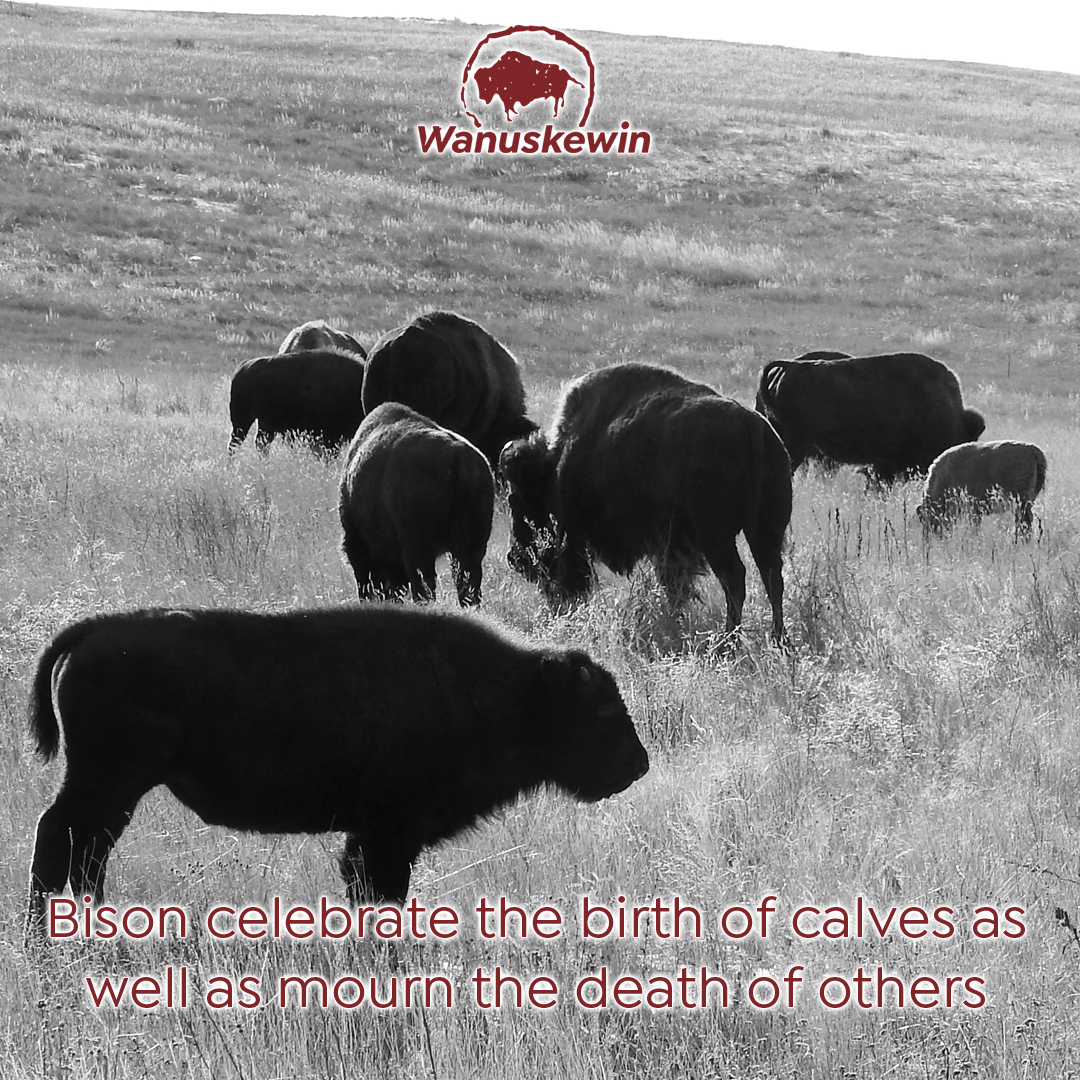 Wanuskewin_Park's tweet photo. As we prepare for the arrival of the bison in early 2020, we wanted to share some amazing #bisonfacts leading up to the big announcement. Bison Fact #6 @tourismsask @tiac_aitc @indigenouscanada @visitsaskatoon https://t.co/Y9LUxnaUrW