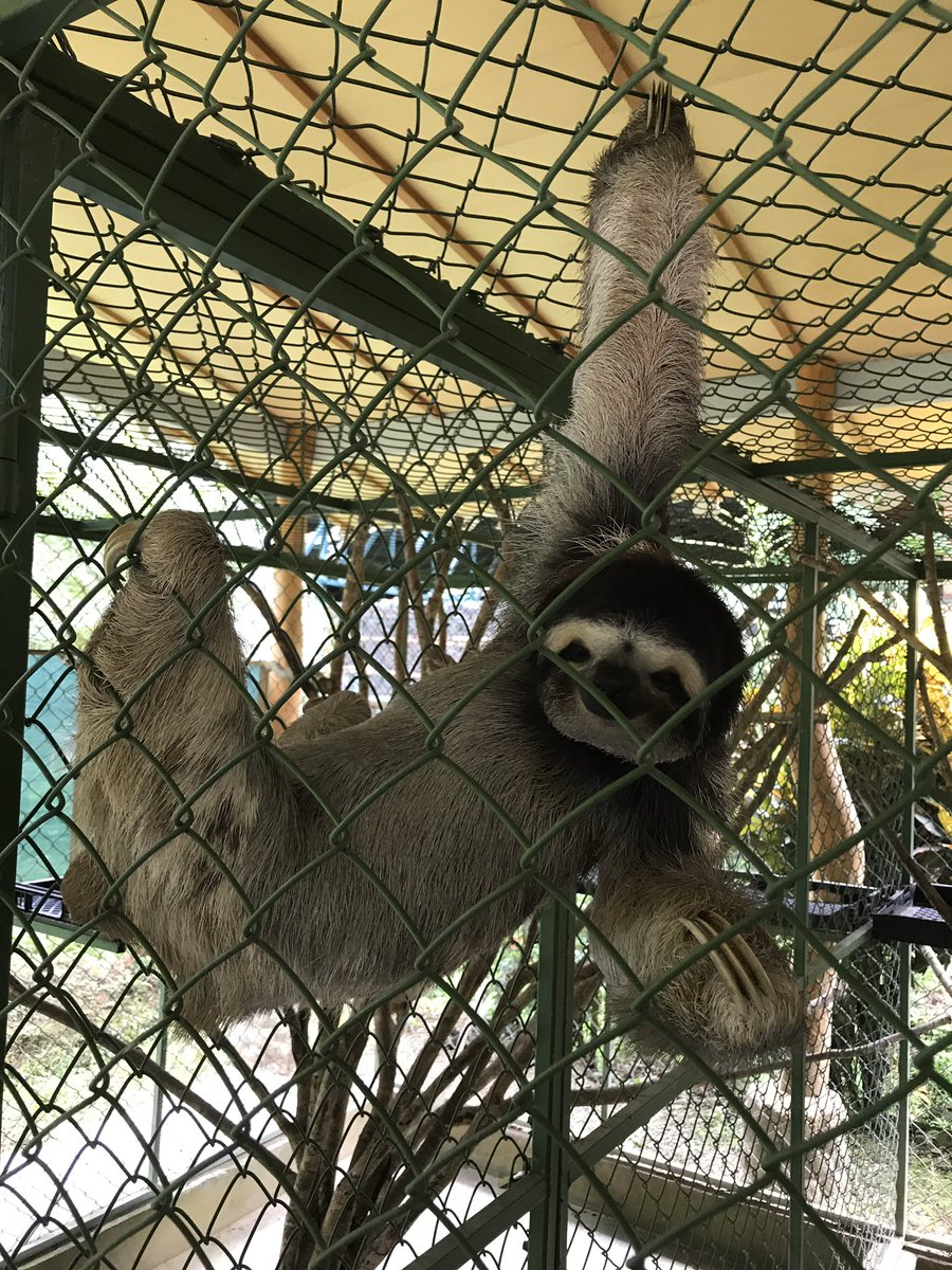 biomechanicsYSU's tweet photo. Hey #SICB2020 Come see the sloth talk of the meeting given by Angela Mossor at 9:30 Tuesday, Lonestar F #butcherlab #slothsmatter https://t.co/9XcdVpYNXX