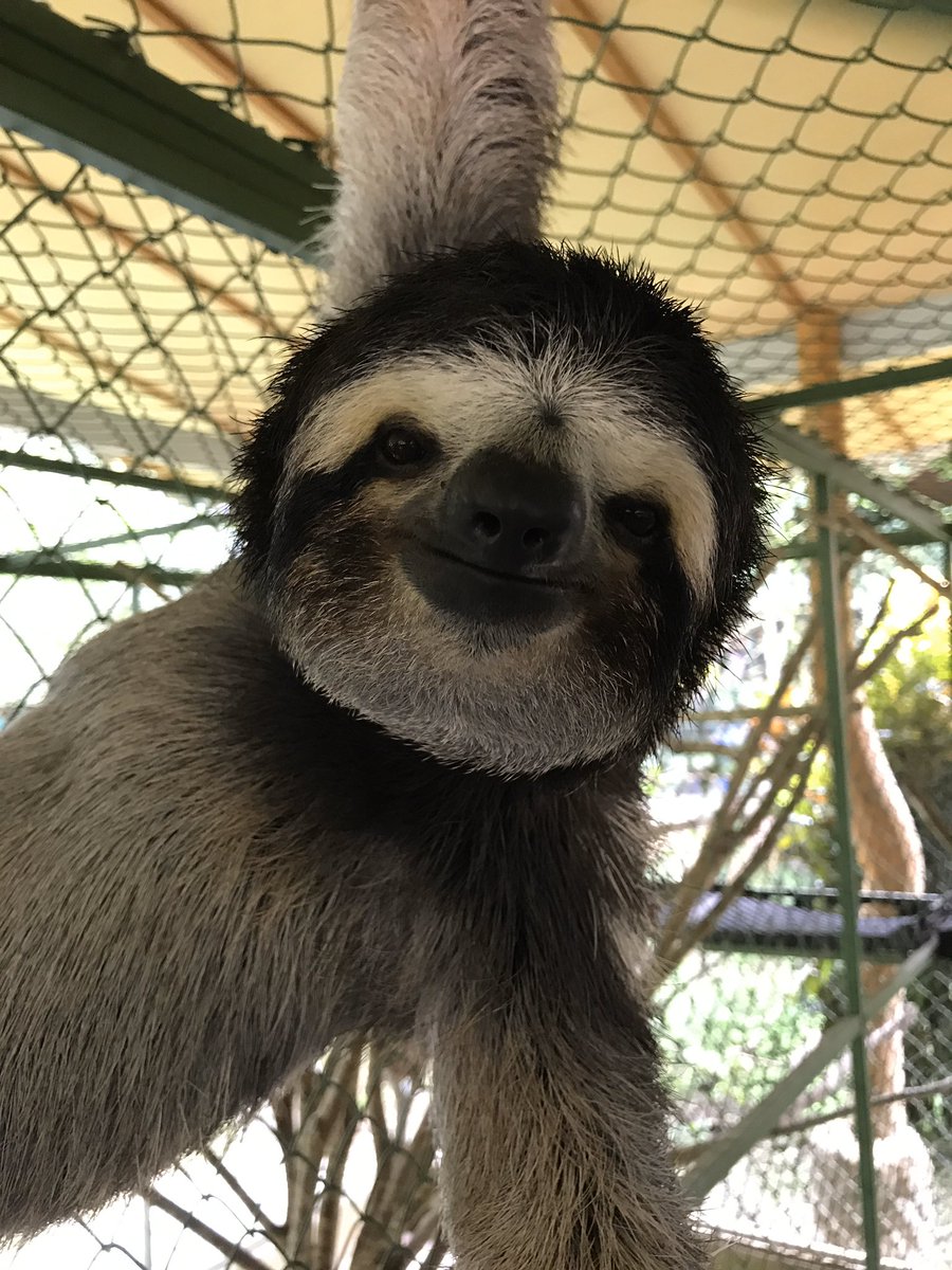 biomechanicsYSU's tweet photo. Hey #SICB2020 Come see the sloth talk of the meeting given by Angela Mossor at 9:30 Tuesday, Lonestar F #butcherlab #slothsmatter https://t.co/9XcdVpYNXX