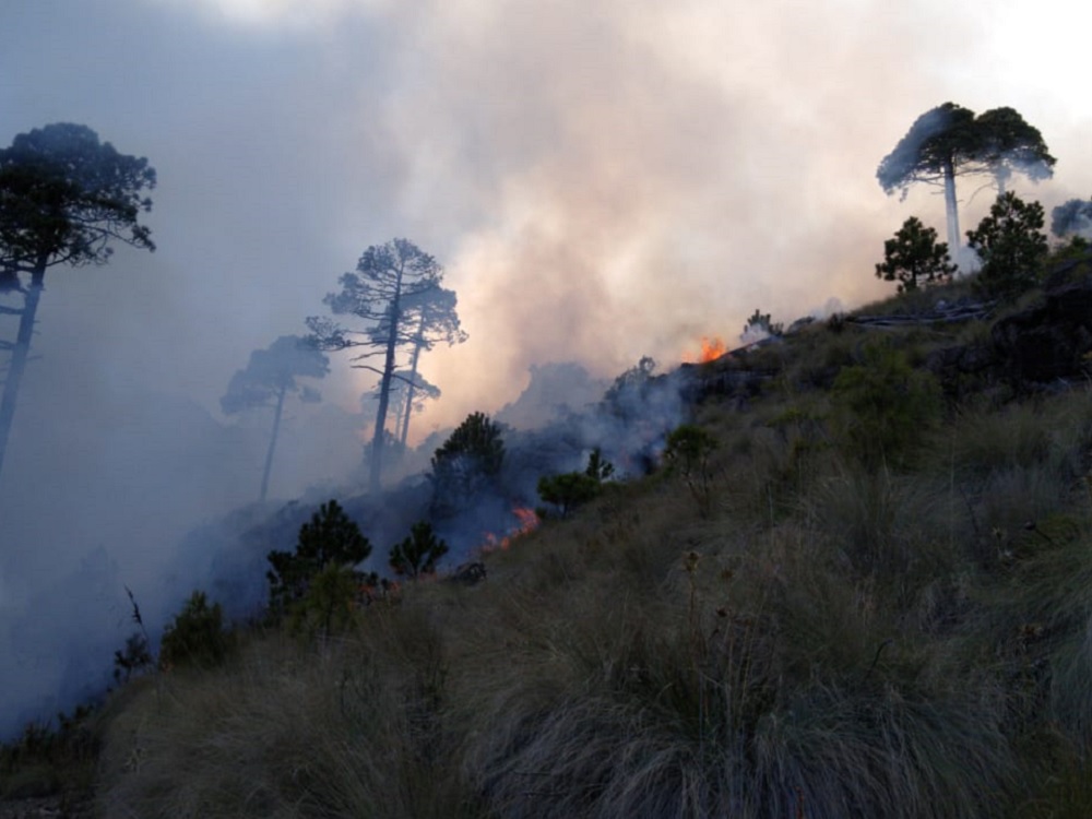 MasNoticiasRTV's tweet photo. 🔥🌲Se registra incendio en comunidad de #Tembladeras, en #Xico
Link 👇
https://t.co/FBUh3fLVj3 https://t.co/3WWcnHM4pB