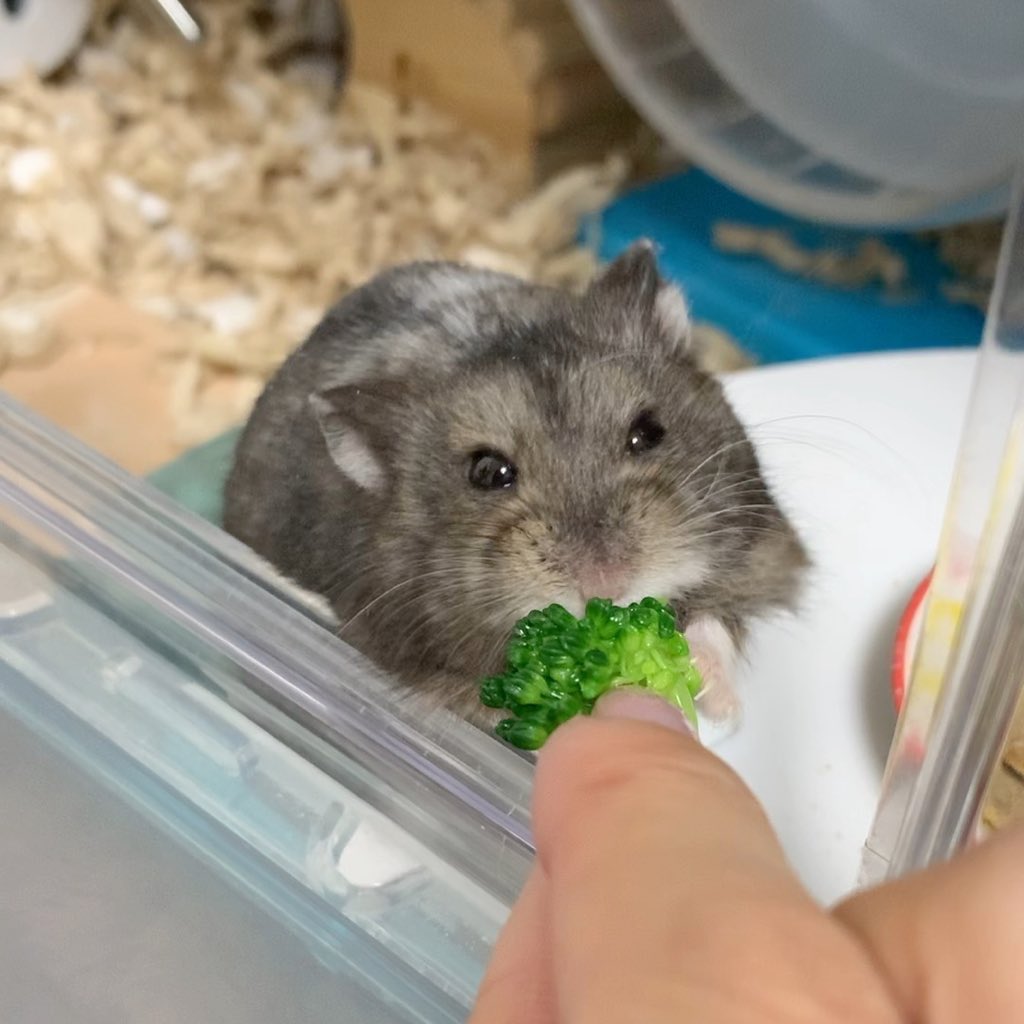 ham_tamako's tweet photo. 新年初ブロッコリー🥦 https://t.co/Cxiri0Wzre