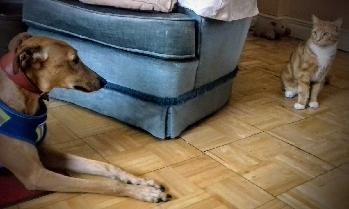 ClaireyFaery78's tweet photo. DOG AND CAT #bestofenemies #staringcompetition #lurcher #gingercat #catsanddogs https://t.co/oKMkPeO120