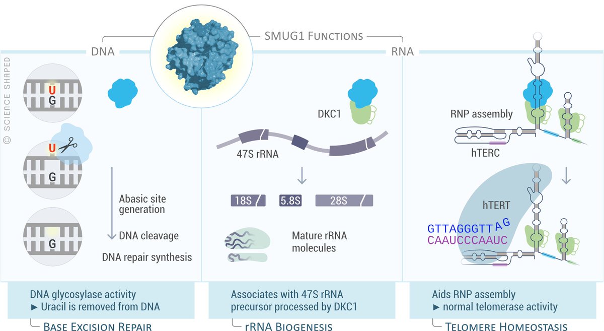 EllenTenstad's tweet image. Telomere maintenance: regulating hTERC fate through RNA modifications. - PubMed - NCBI ncbi.nlm.nih.gov/pubmed/31692866
#SMUG1 #Telomere #RNAprocessing #hTERC #Cancer #BaseExcisionRepair