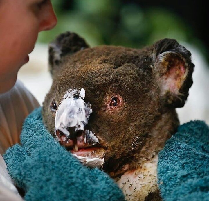 Bowna_Lisa's tweet photo. เจ็บมากมั้ยเด็กดีทุกคนกำลังหาทางช่วยพวกนู๋นะ😭😭😭#PrayForAustralia https://t.co/P3qFOT01DH