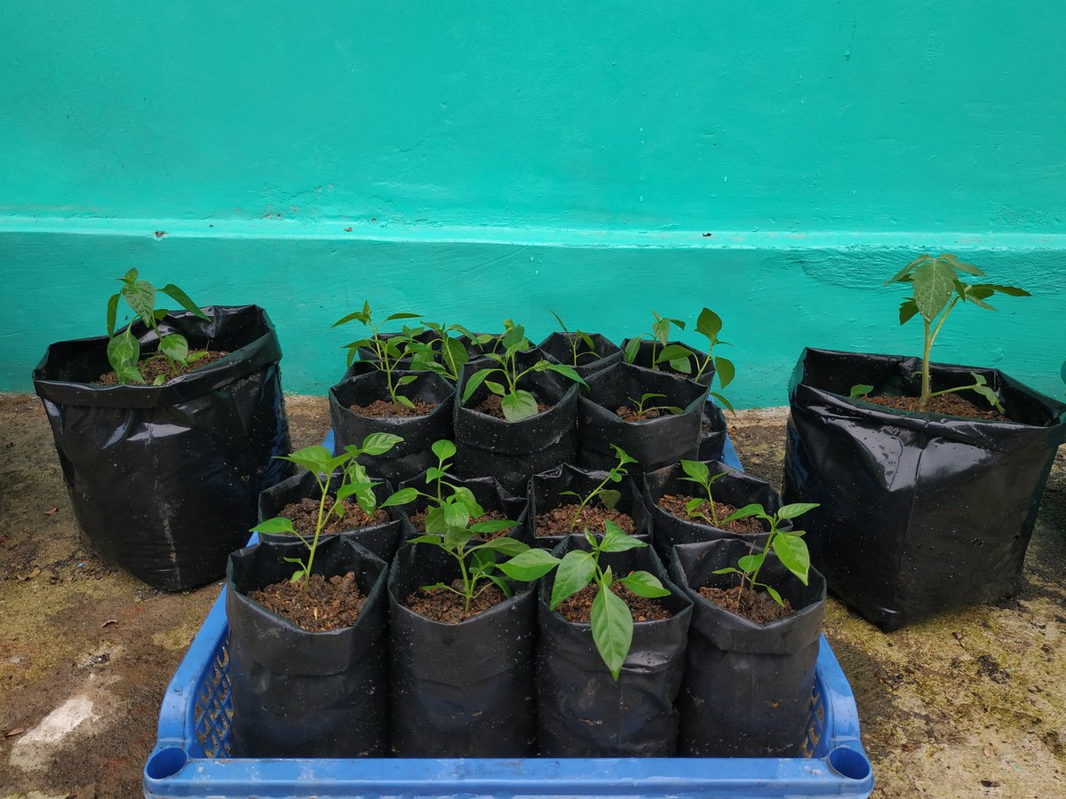 WalkerPiew's tweet image. Sapa tau jadi kebon 12 hektar haha