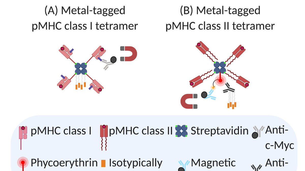 ChristophAsb's tweet photo. Interested in detecting antigen-specific T cells with mass cytometry (CyTOF)? Please check out this review on MHC/HLA class I/II multimer staining of T cells and what led to the successful combination with CyToF https://t.co/XWtLLakTaI
@JCoDiRC @fluidigm @EvNewell1 @EFI_Office https://t.co/xJD3HlDPRd