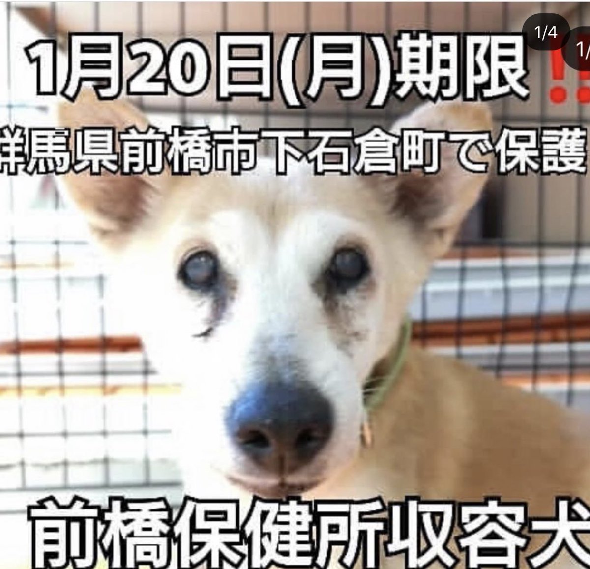 タコ ちゃん 前橋保健所収容中 期限1月日まで 13歳くらいの女の子 首輪あり 布製のみどり色 大人しい 飼い主様が現れない場合 里親希望のかたいませんか 群馬 群馬県 群馬県動物愛護センター 前橋市 迷子 迷子犬の掲示板 迷子 犬情報 タコ ちゃん 前橋保健所収容中 期限1月日まで 13歳くらいの女の子 首輪あり 布製のみどり色 大人しい 飼い主様が現れない場合 里親希望のかたいませんか 群馬 群馬県 群馬県動物愛護センター 前橋市 迷子 迷子犬の掲示板 迷子 犬情報