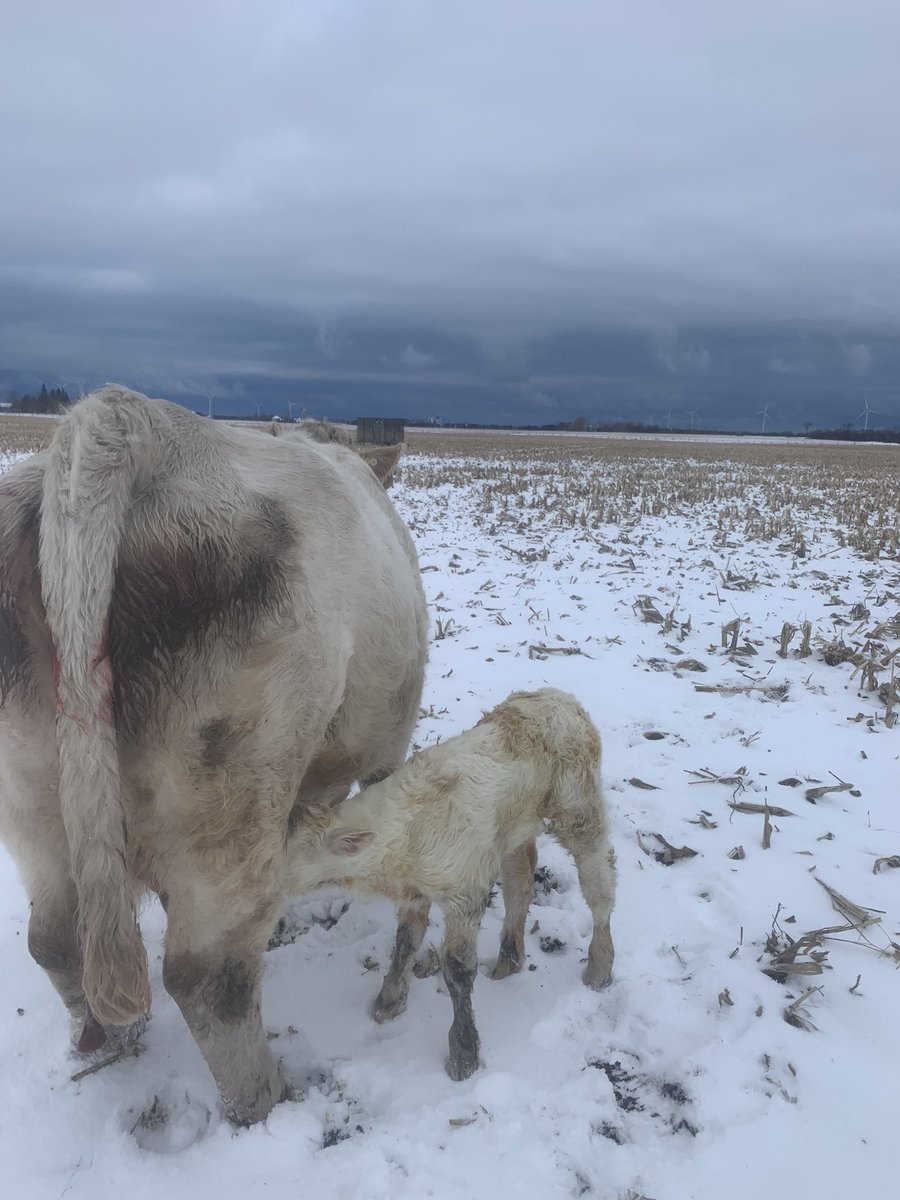 Thankful for quiet cows as I fed this new calf in the middle of a 75 acre corn field! #WSS #charolais #shouldoftookherhomeyesterday