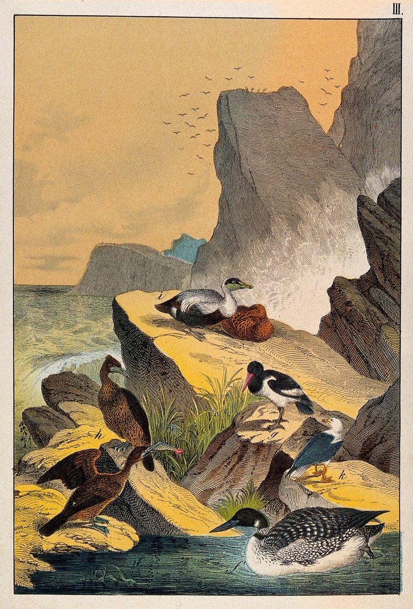 A variety of ducks and birds is resting on a cliff while a heron is devouring a fish and a large duck is swimming in the sea. Colour line block.