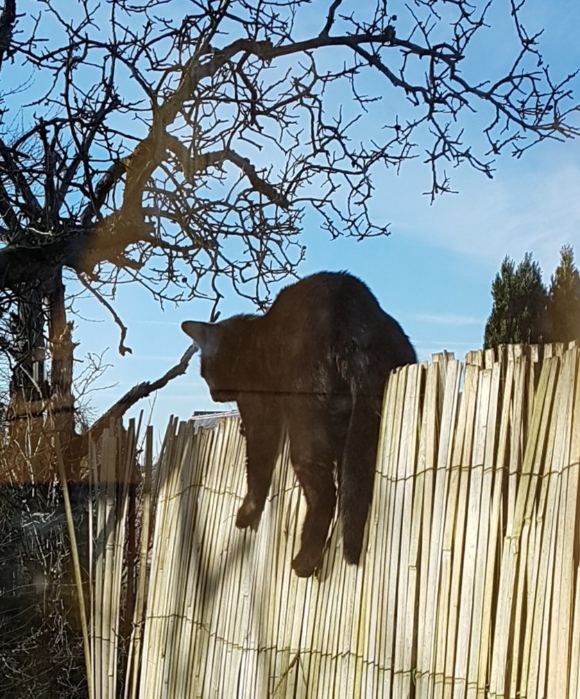 OmegaCat4's tweet image. Le zumain ne comprend rien à l'élégance de mes acrobaties, il fait juste que de se moquer.
C'est triste.