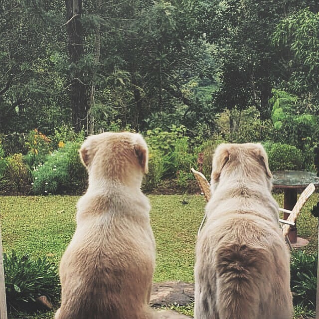 April and Heidi looking forward to a successful week of #coffeeharvesting ! 
@nandancoffee @dogsofinstagram #nandancoffee #nandanvanestate #estatelife #coffeeestate #organiccoffee #saffronstays #travelindia #indianmountains ift.tt/2MZJZcW