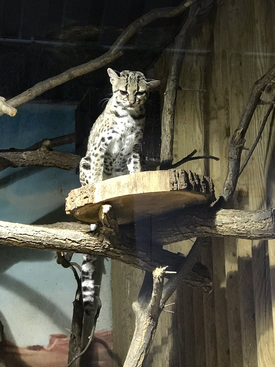 Linmei マーゲイもいました 基本寝ています ブルノ動物園 マーゲイ