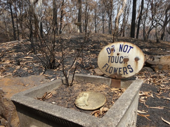 Connoroflocke's tweet photo. Mum took me back to her house in Clarence this weekend.
House and all but one of the sheds are fine but some infrastructure and her garden of 25 years was taken out entirely.
Anything native will grow back but there's a lot that won't.
#bushfireaustralia https://t.co/gKTRGY4XCx
