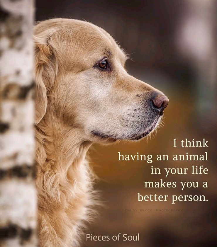 WoofMagazineNE's tweet photo. Pure love is what they are! https://t.co/QLlYrmvGXn
