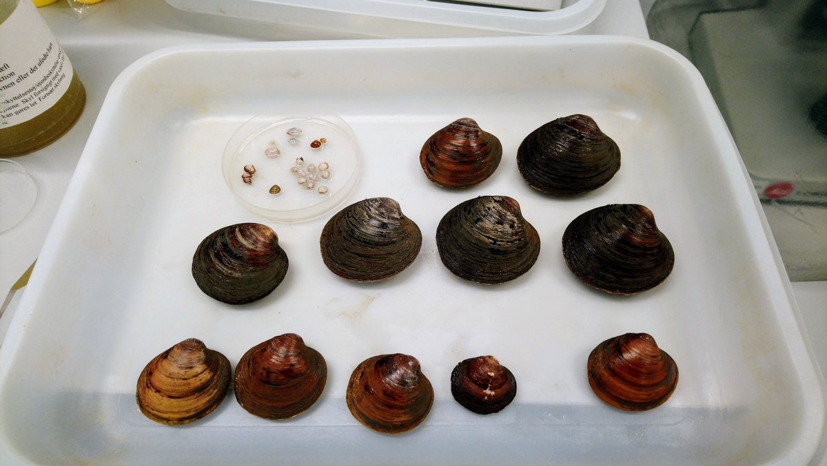 ciaranmclav's tweet photo. Monitoring the ecosystem effects of trawling in coastal seas is challenging. My 1st PhD paper shows that ecological indicators based on large fauna are better able to detect and measure impacts on benthic communities. Free 50 day access: https://t.co/DwB1DFZEoc or DM for a copy. https://t.co/9A4t3grpG3