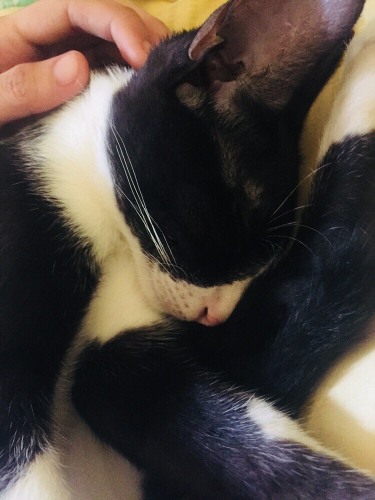 ElsaIsMyWifey's tweet photo. I love you. Tell granny I said hi, okay? You’ve been a good kitty. A very good one ❤️ https://t.co/Z7ZdBUyozz