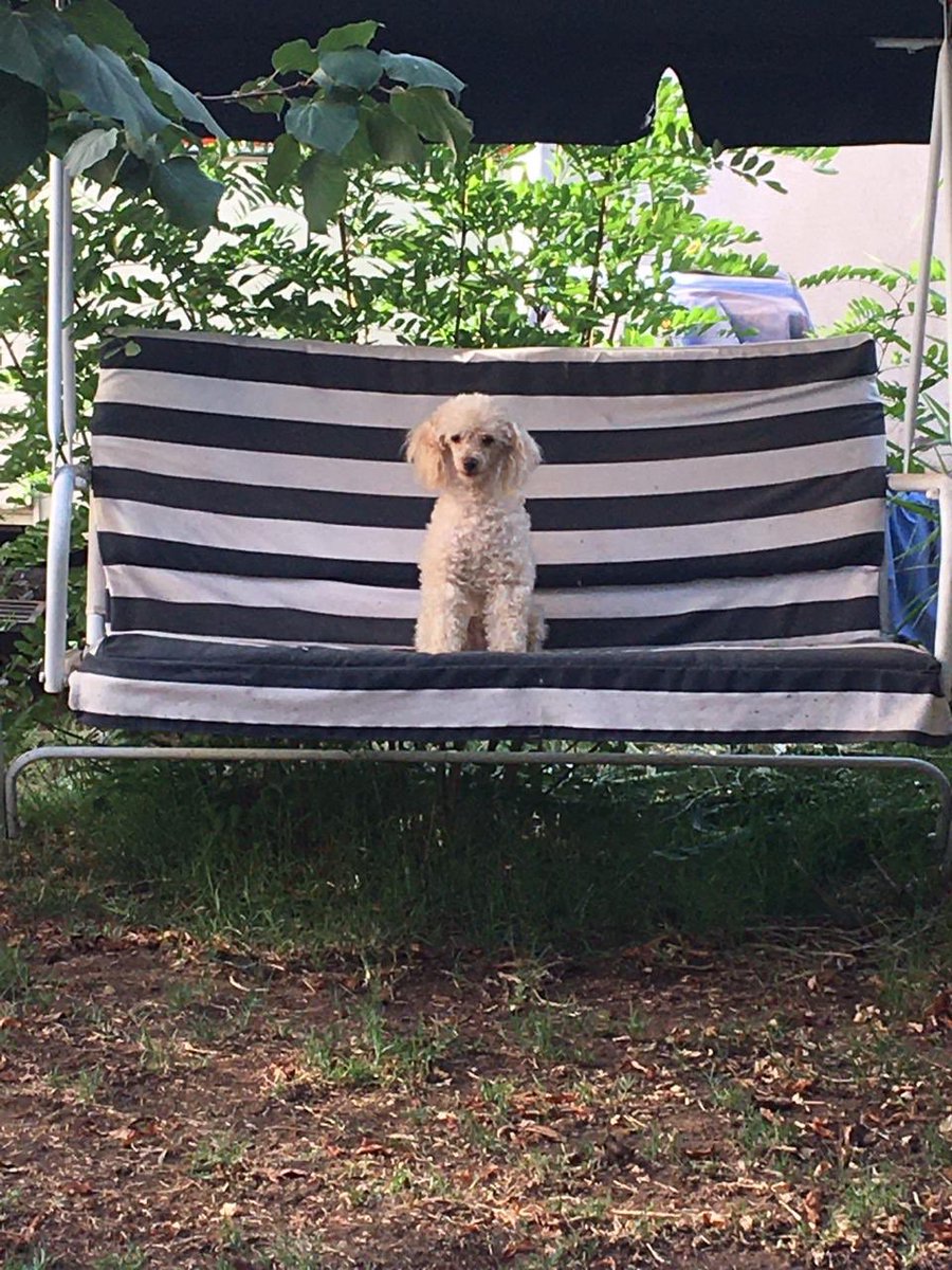 RENCA perrito busca a su familia.lo tiene BomberosRenca.Porfa ayuda con RRTT grcs.