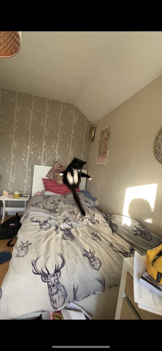 arcticharl's tweet photo. sorry but why is my cat such a creep https://t.co/hvfclYO0MD