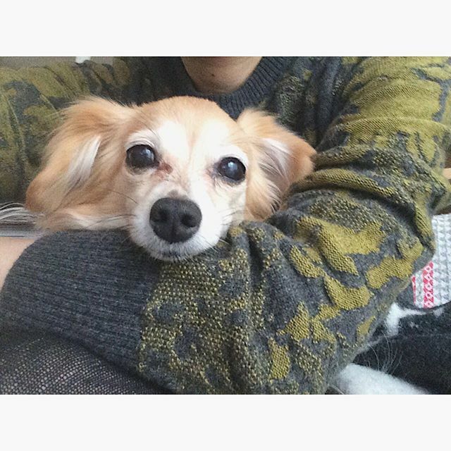 akicomimi's tweet photo. Comimi's 11th birthday🎂
こみみ11歳のお誕生日🐶
寒い時期は膝の上か隣にぴったり。
_
#comimidiary #dog #doglover #mixbreed #mixdog #dogstagram #instadog #lifestyle #犬 #いぬ #チワックス #ミックス犬 #犬のいる暮らし #暮らし https://t.co/fbIW9zVhH4 https://t.co/ZeG7JTUldw