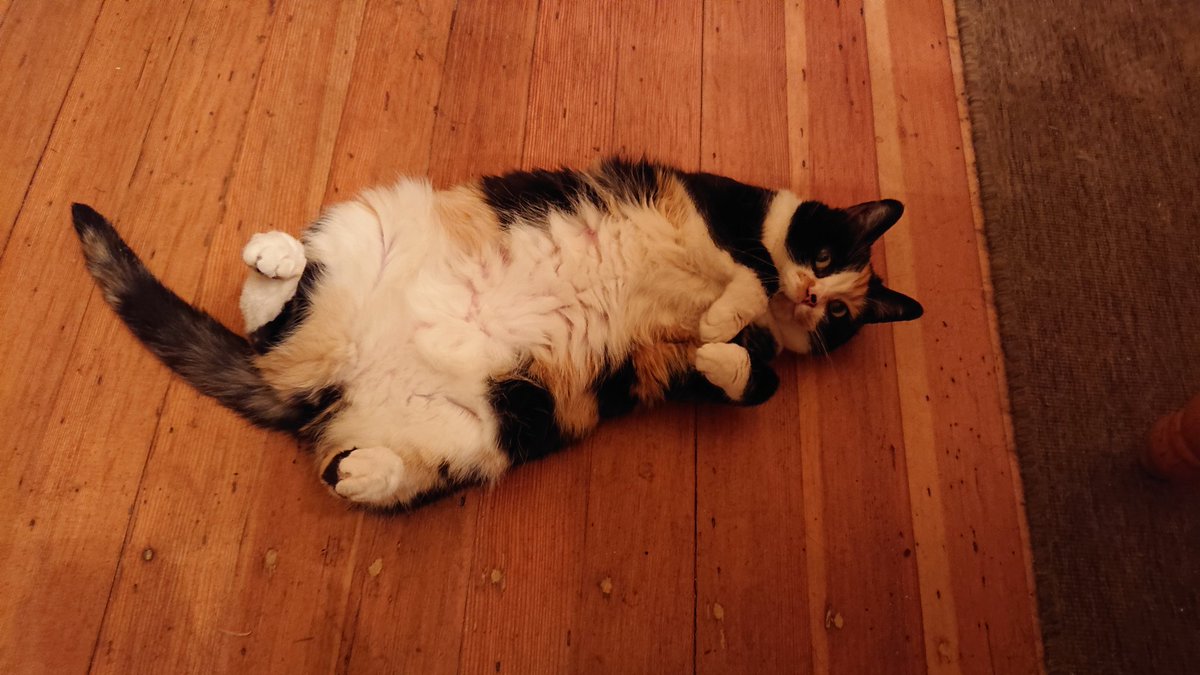 Fluffy white kitty belly