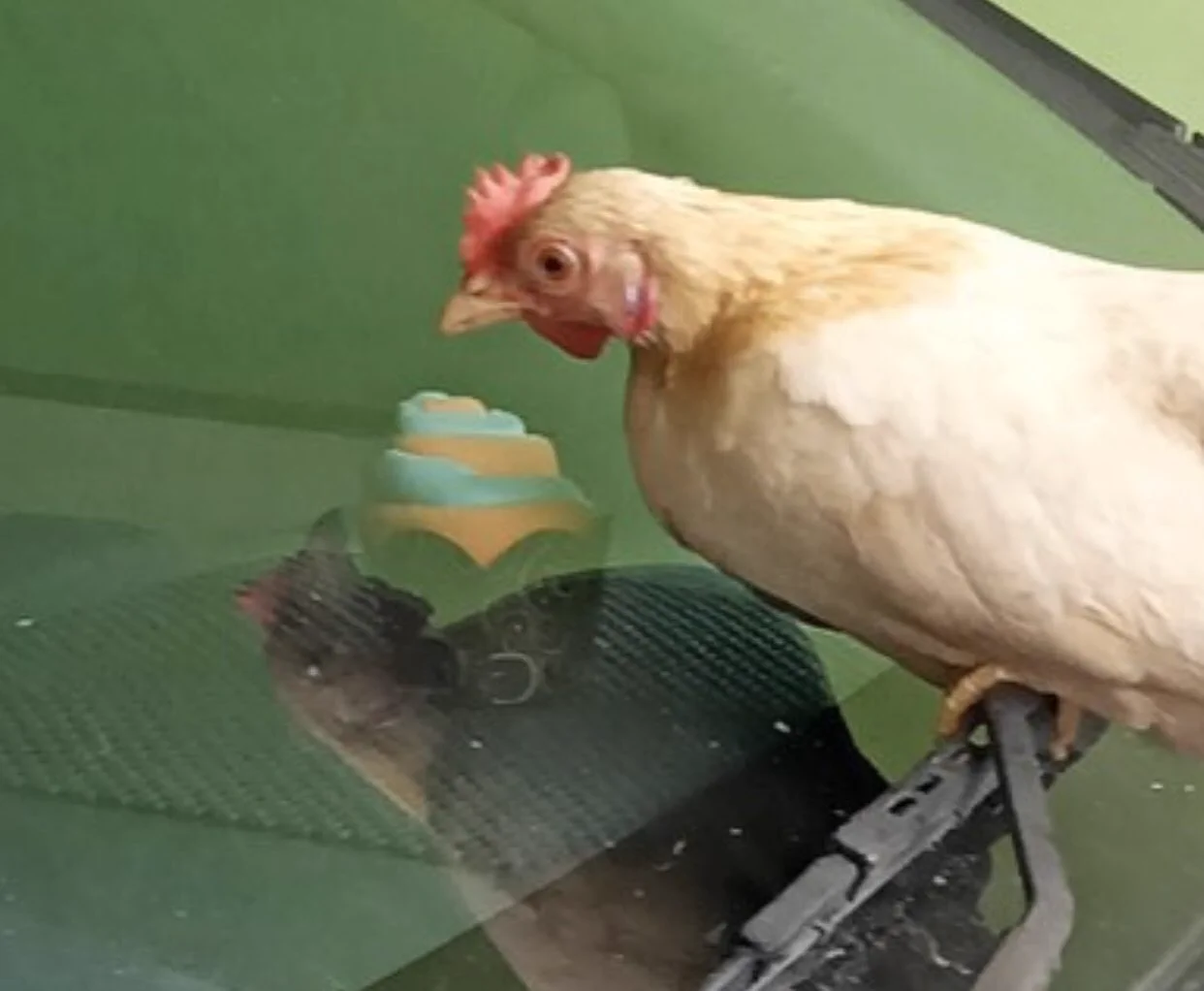 @nadypueppo @ka1_10 フロントガラスに反射してる自分をガン見してるように見える笑🐓 