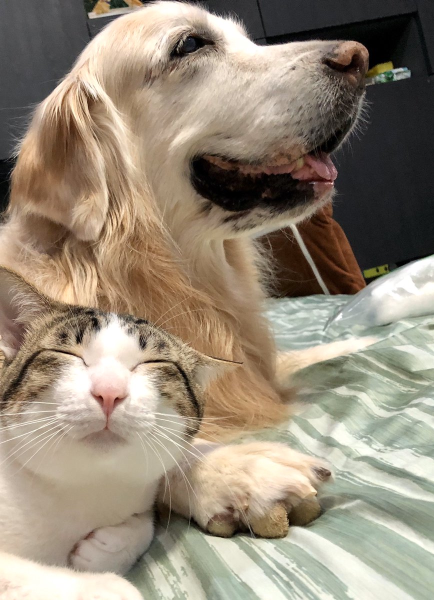 G_Retrieverz's tweet photo. Nite nite #catoftheday #CatsOfTwitter #goldenretriever #dog https://t.co/Yl8j07Pv48