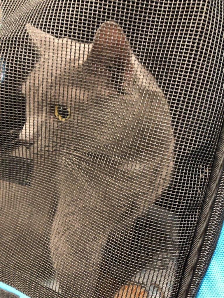 BestCatArwyn's tweet image. Today is Moxxi's #gotchaday
She came to my clowder one year ago and does not seem like she is going to leave.

#WhatADifferenceAYearMakes #MoxxiTail #MondayMemories