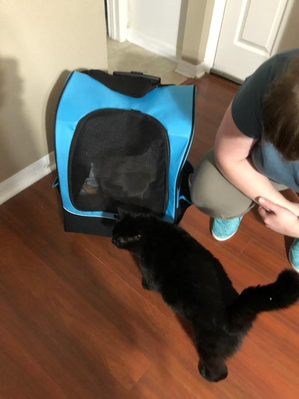 BestCatArwyn's tweet image. Today is Moxxi's #gotchaday
She came to my clowder one year ago and does not seem like she is going to leave.

#WhatADifferenceAYearMakes #MoxxiTail #MondayMemories