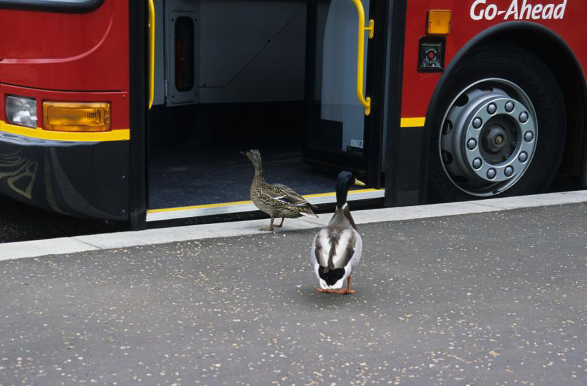 ltmuseum's tweet photo. @TheMERL @britishmuseum Mr and Mrs Mallards boarding a bus and illustrating step-free access. #FirstDayQuack #LTMCollections https://t.co/c39qLLAgSw https://t.co/r26CBM090W
