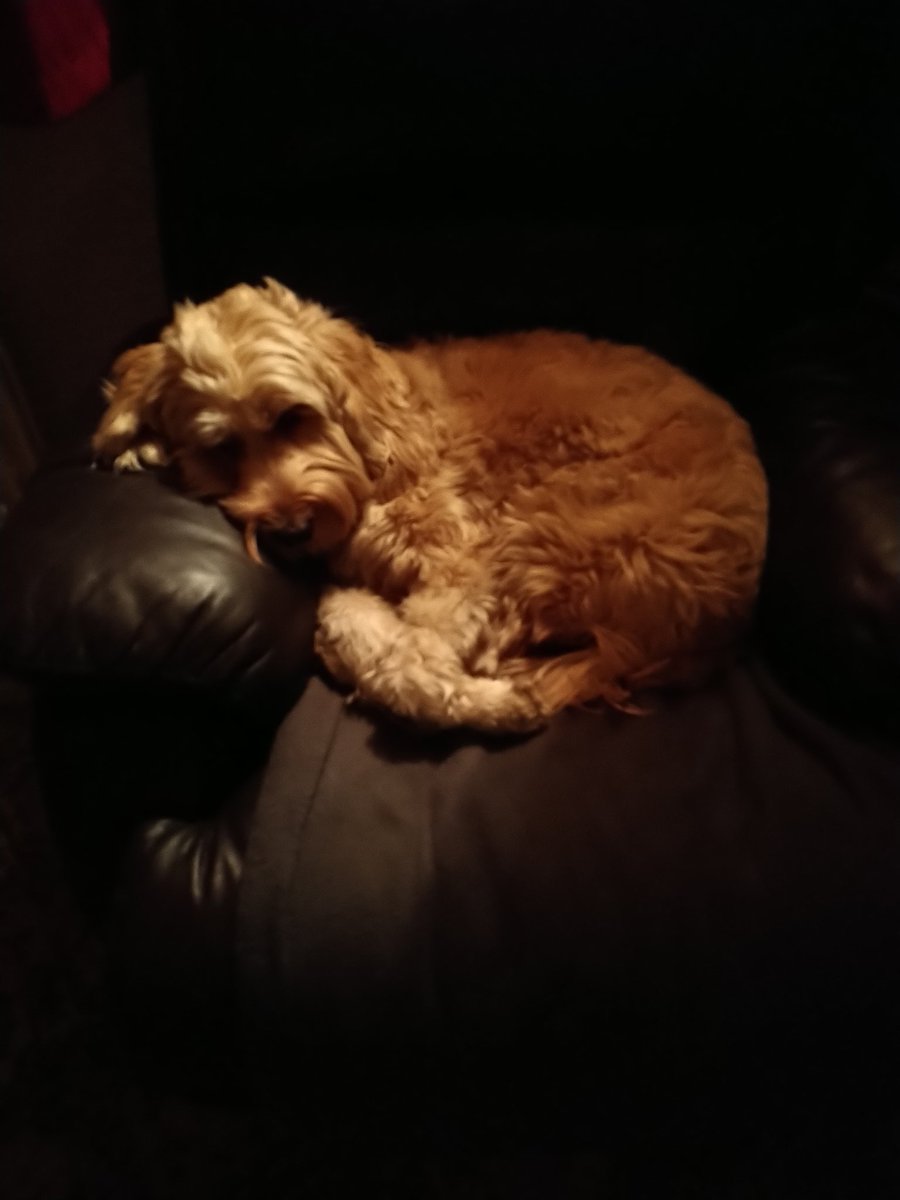 rockerblonde's tweet photo. Little fluff ball on his throne over the weekend. Who needs a dog bed when they have there own personal chairs.
#pups #cockapoo #furrball #monster #chill #petsarefamily #cuddles #company #tiredpup #hischair https://t.co/AAaaVFGNFC