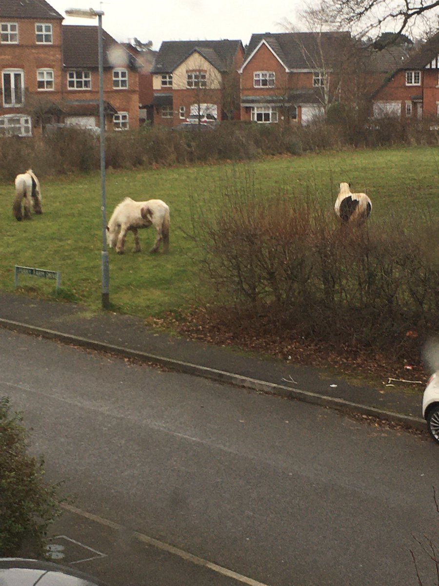 Karramack's tweet photo. @StaffsPolice horses lose on park by ferry farm drive ! https://t.co/QOM9w3tRW9