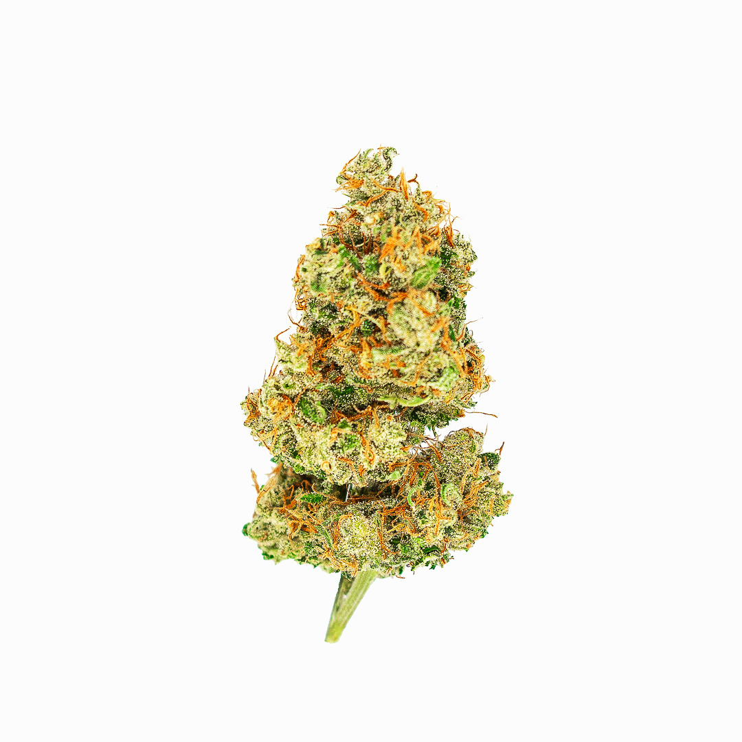 OnePlantUS's tweet photo. We like big buds and we cannot lie. You other growers can't deny.🔥

#GetSprung #BabyGotTrichomes https://t.co/fGI30jj4I0