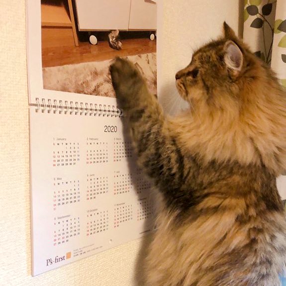 今日は孫猫「おはぎ」の誕生日です✨

元気にすくすく育っておくれ。
たくさんの笑顔を届けてくれて、ありがとう❤