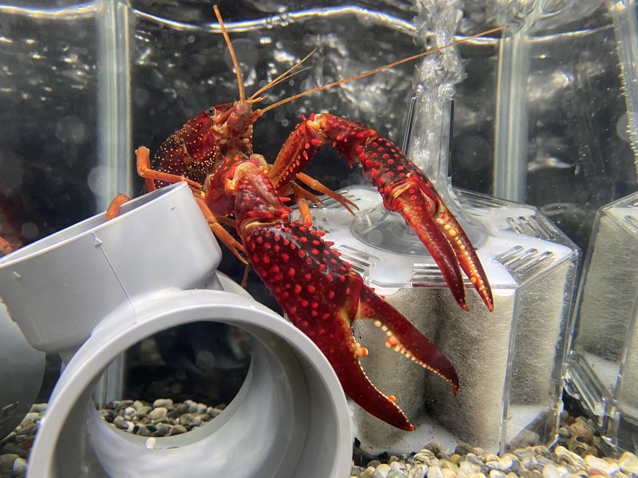 טוויטר ロブスターくん בטוויטר 巨爪個体の貫禄 アメリカザリガニ ザリガニ クレイフィッシュ T Co M28tmymtsk
