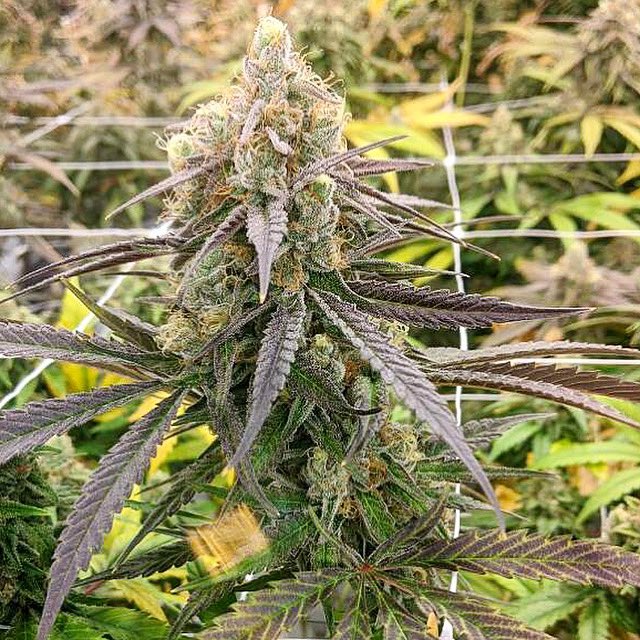 RareDankness's tweet photo. A wonderful fact to reflect upon, that every human creature is constituted to be that profound secret and mystery to every other.
Charles Dickens #raredankness #wedodank #cupwinner #spannabis #wheredoyouskunk #cannabis #legalizeit #mondaymotivation #getyourgrowon 🦨 #FloOg https://t.co/GKgOScLxX8