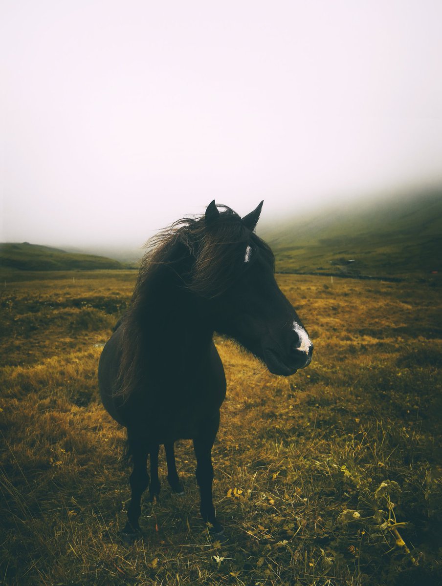 Faroese Horse
#art #Photography #nature #FaroeIslands #visitfaroeislands #horse