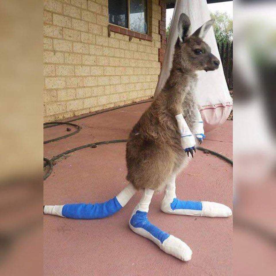 #PrayForAustralia 🔥😔In Union💪 🙏🏽🐾#animal