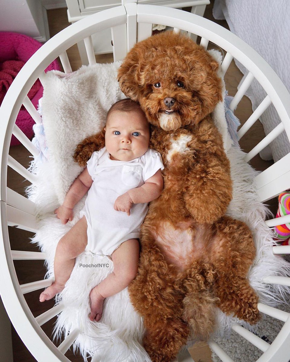 BabyLeague (@babyleague) on Twitter photo Whether it be with a loved one, a close friend, or even a furry companion, we don't need ANY more reasons to get cozy. Happy #NationalCuddleUpDay! โค๏ธ๐ถ๐ฑ๐
(repost ๐ธ <a href="/PoochofNYC/">The Bob Ross of Dogs</a>)
#babyleague #cuddles #cuddleday #cute #baby #cutebaby #dog #dogs #cutedog #cutedogs #family Whether it be with a loved one, a close friend, or even a furry companion, we don't need ANY more reasons to get cozy. Happy #NationalCuddleUpDay! โค๏ธ๐ถ๐ฑ๐
(repost ๐ธ <a href="/PoochofNYC/">The Bob Ross of Dogs</a>)
#babyleague #cuddles #cuddleday #cute #baby #cutebaby #dog #dogs #cutedog #cutedogs #family