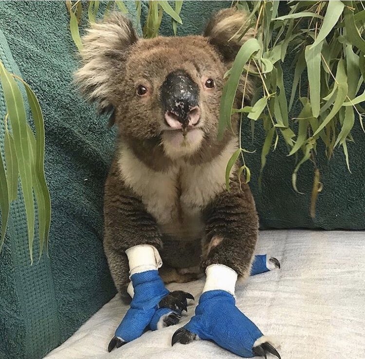 allzin_social's tweet photo. Pray for #nature 
pray for #world 
Do your best everytime, everywhere! #allzin #australia #nature #fire #pray #help https://t.co/6JG3Ea8A69