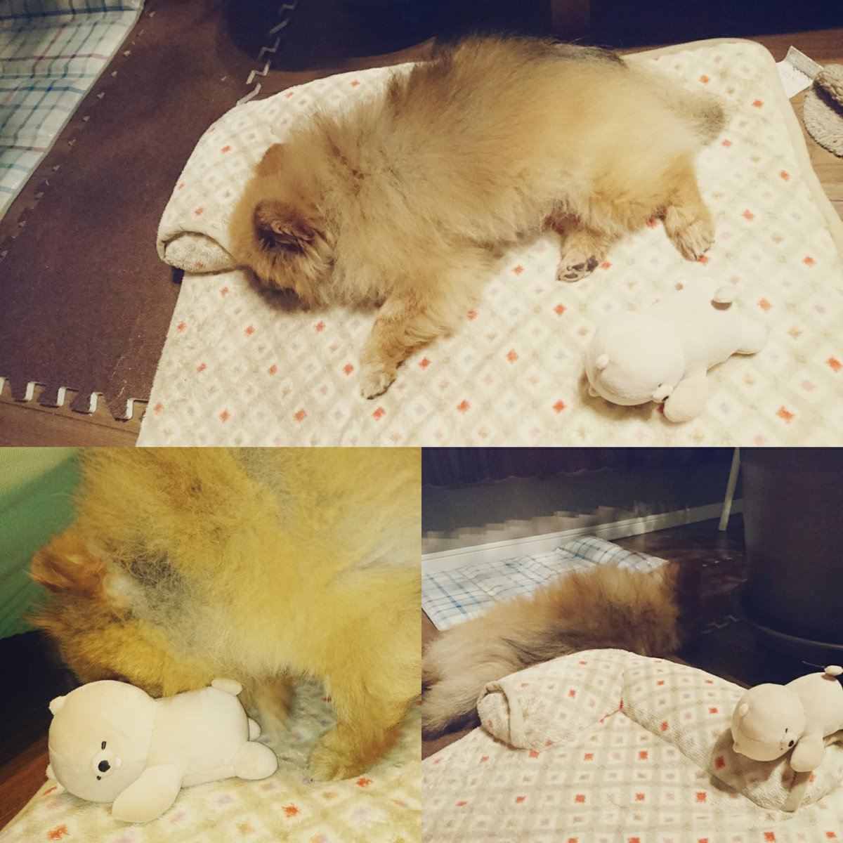 haruemily's tweet photo. #ブルーブルーエ で #あずき っぽい #ポメグッズ を買ってきたよ🐾
特に #ぬいぐるみ は #舌チロ なところまであずきに似てるよね😁
#ポメラニアン #ポメラニアン大好き #bluebluet https://t.co/UigzexLmFA