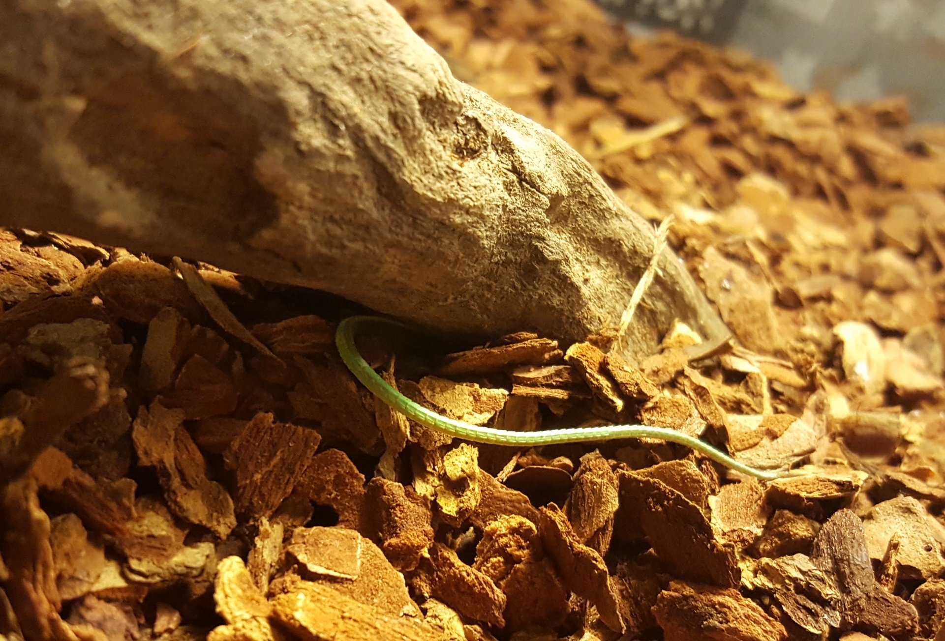 ぐぅさ サキシマカナヘビって床材に潜ったりするの まさか出られないなんてことはないと思いましたが 不安になって流木をどけてみたら 大丈夫でした ｺﾞﾒﾝﾈ T Co Ma4hn60erk Twitter