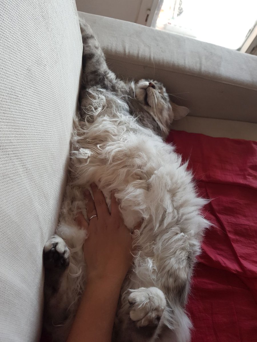 amelie06200's tweet photo. 𝙏𝙪 𝙨𝙖𝙞𝙨 𝙦𝙪𝙚 𝙩𝙪 𝙖𝙨 𝙪𝙣 𝙈𝙖𝙞𝙣𝙚 𝘾𝙤𝙤𝙣 ... 

Quand ton chat dort tellement profondément qu'il se transforme en poupée de chiffons .. qui prend la moitié du canapé 😂😂😂

[ Néo de Cimiez 🐾 black silver mackerel tabby 🐾 bientôt 3 ans ] https://t.co/rawqCl40I6