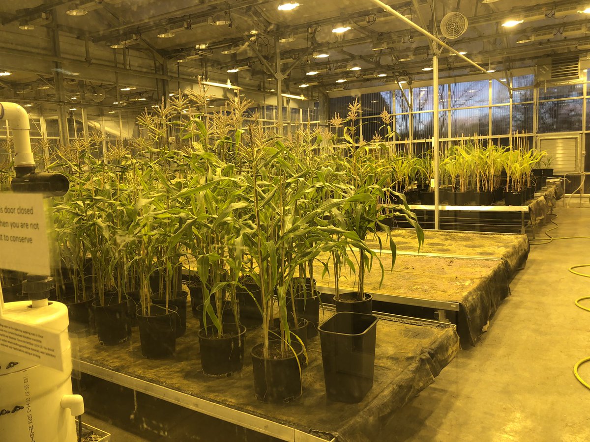 Skyland Grain tweet media