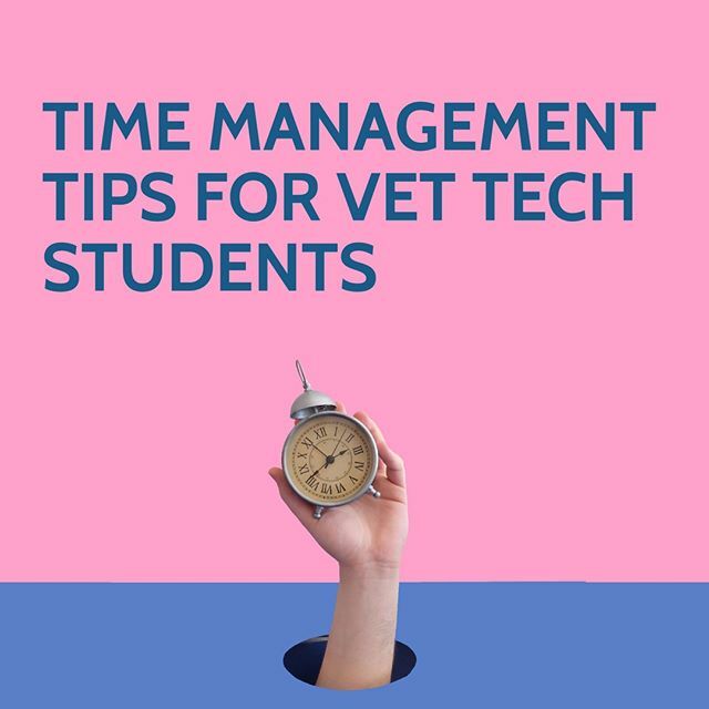 VetTechPrep's tweet photo. Time Management Tips for Vet Tech Students 🔗 The Link to the article is in our bio! Go read it now 👉 @VetTechPrep  #VetTechPrep #VetTech https://t.co/uZyQoiT6Q2 https://t.co/RzmfykyNI6