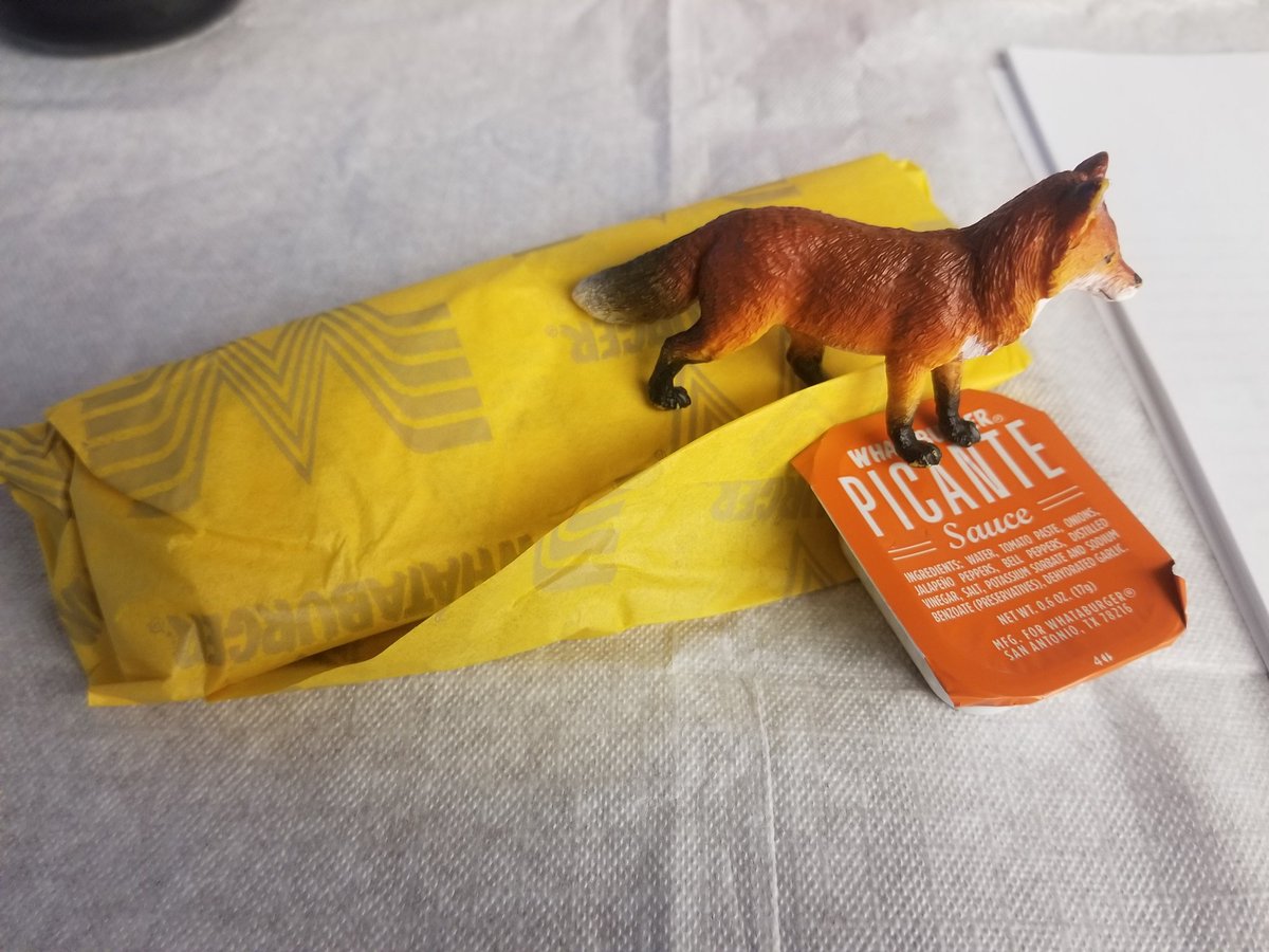 LabSafely's tweet image. P. D. Fox is getting ready for the day with his favorite breakfast food.