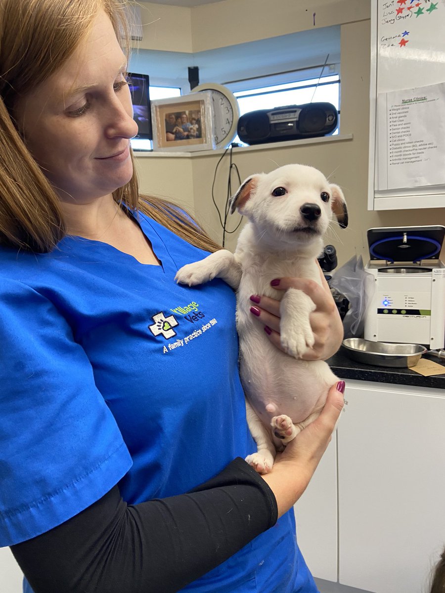 LucindasIreland's tweet photo. These adorable little guys at Village Vets Stillorgan are 8/9 weeks old and looking for suitable loving homes. They are so curious and funny.  #apetisforlife #adoptdontshop #villagevets https://t.co/4CDjI10ZDx
