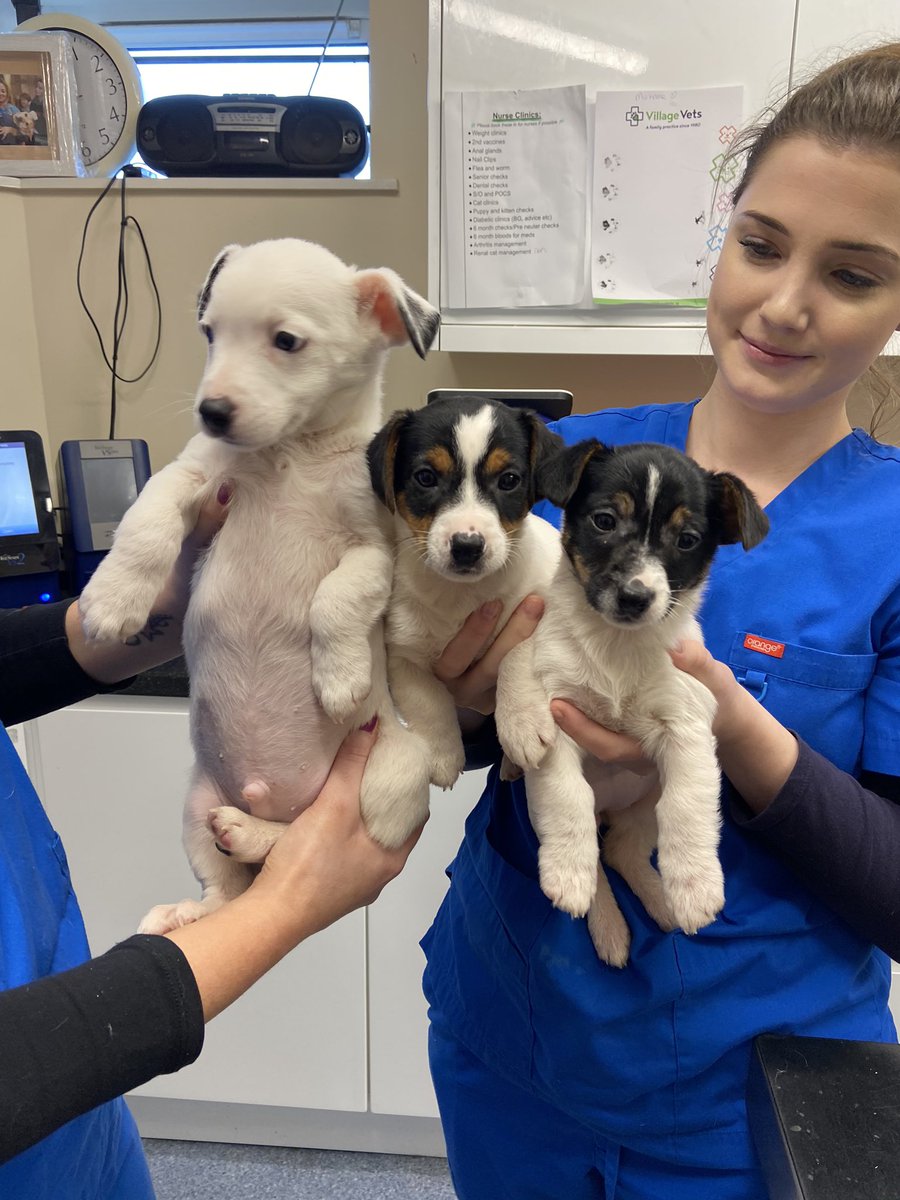 LucindasIreland's tweet photo. These adorable little guys at Village Vets Stillorgan are 8/9 weeks old and looking for suitable loving homes. They are so curious and funny.  #apetisforlife #adoptdontshop #villagevets https://t.co/4CDjI10ZDx