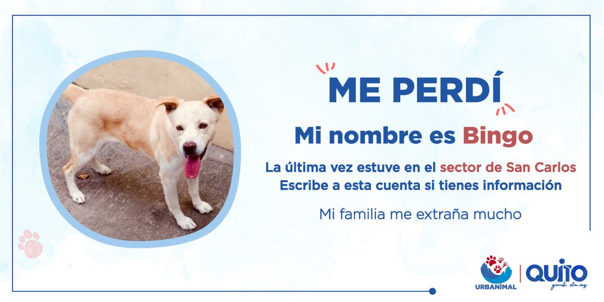UBAQuito's tweet photo. Bingo se extravió en el sector de San Carlos, al norte de la ciudad. Si tienes información por favor comunícate con esta cuenta. Te recomendamos colocar una placa de identificación, con tu número telefónico, para tus animales de compañía. #TenenciaReponsable https://t.co/XDcyDjEbPJ